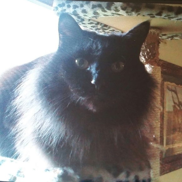 Meet your Posher, Shelly - Picture 2 of 9